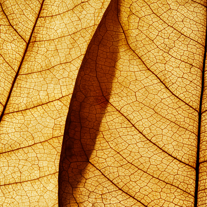 New RELX Pod (Autoship)